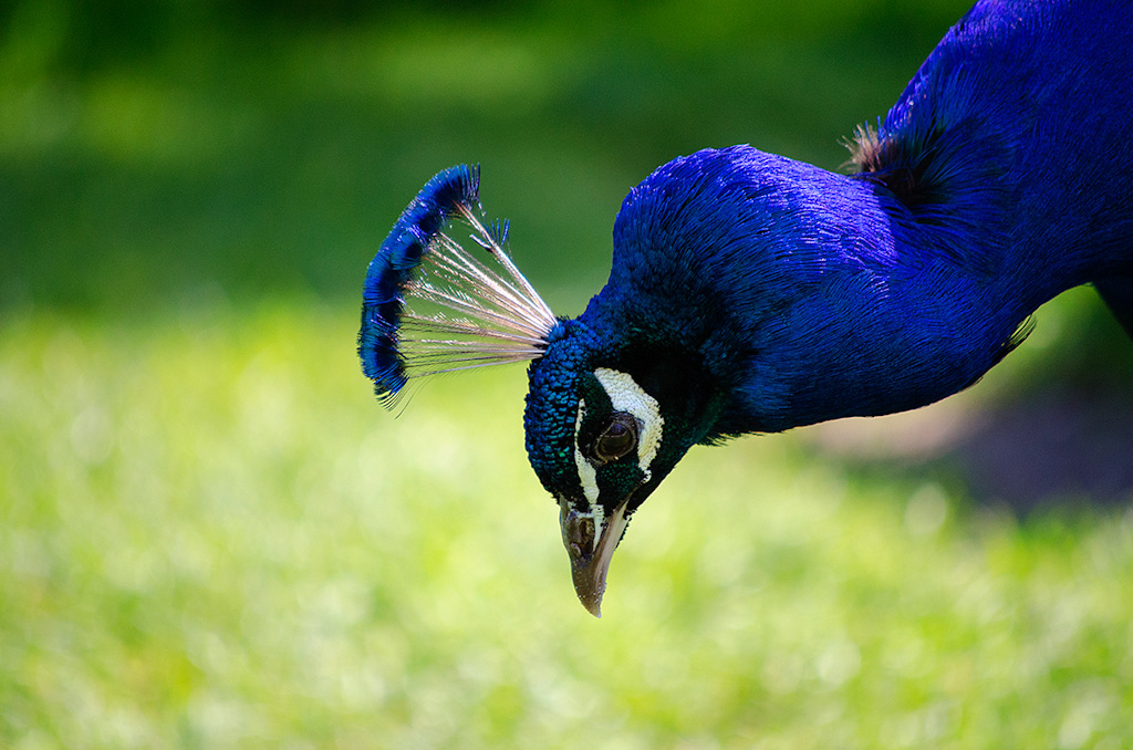 Pfau
